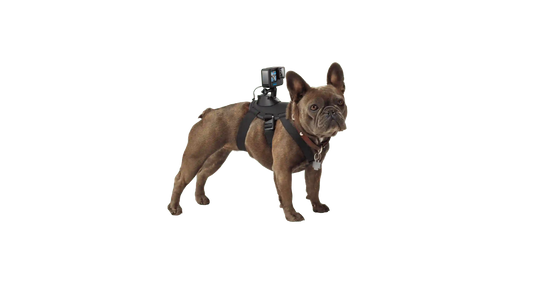 Fetch Dog Harness